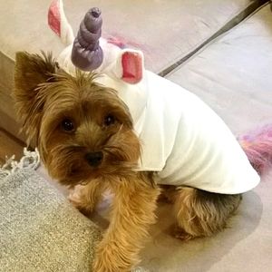 Unicorn Costume for Small Dog